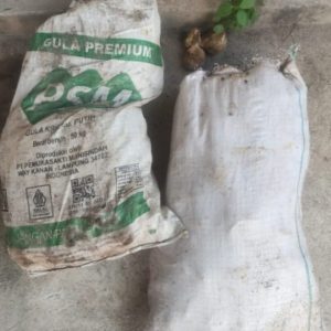 Komitmen Polsek Rambang Dangku: Tiga Pencuri Getah Karet Dibekuk di Kebun Warga