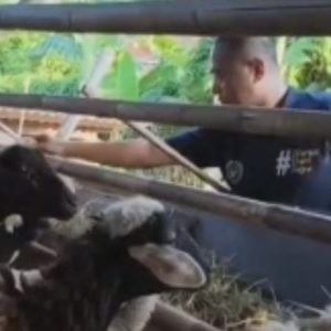 Kisah Inspiratif Polisi di Bekasi Bina Peternakan Kambing dan Unggas, Bantu Warga Naik Kelas Ekonomi