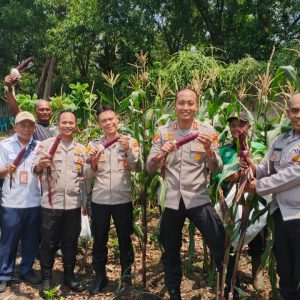 Polri Panen Raya Jagung di Eco Wisata Kapuk Muara, Wujud Nyata Ketahanan Pangan Nasional