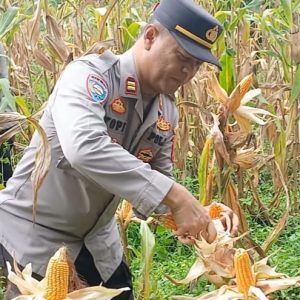 Polsek Lembak Gelar Panen Jagung Kuartal III Bersama Warga Desa Lembak