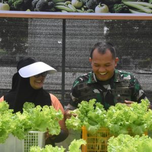 Dandim 1710/Mimika Bersama Ketua Persit KCK Cab. XXXV Melaksanakan Panen Slada Di Kebun Hidroponik Mimosa Persit KCK Cab. XXXV Kodim 1710/Mimika