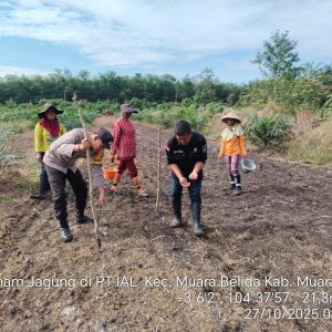 Polsek Gelumbang Dukung Program Ketahanan Pangan Lewat Penanaman Jagung di Lahan PT IAL