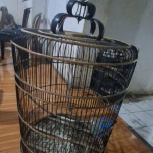 Polsek Gunung Megang Ungkap Kasus Pencurian Burung Murai Batu