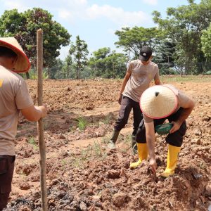 Polsek Lawang Kidul Giatkan Penanaman dan Pengecekan Lahan Jagung Untuk Dukung Ketahanan Pangan