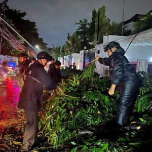 Brimob Polda Metro Jaya Sigap Evakuasi Pohon Tumbang di Kebayoran Baru, Arus Lalu Lintas Kembali Lancar