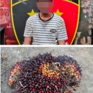 Polres Muara Enim Berhasil Ringkus Pencuri Sawit di Tengah Operasi Sikat II Musi 2025