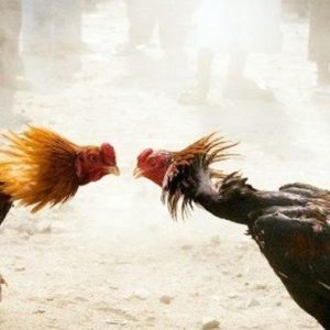 Warga Beberkan Dugaan Praktik Perjudian Sabung Ayam di Dusun Garit, Diduga Kepolisian Banyuwangi Terima Jatah untuk bungkam