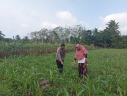 Polsek Sungai Rotan Dukung Ketahanan Pangan, Cek Progres Tanaman Jagung Warga