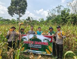 Polsek Rambang Dukung Program Ketahanan Pangan dengan Panen Jagung di Desa Sugihan