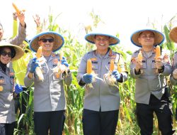 Dukung Ketahanan Pangan, Kapolres Metro Bekasi Kota Pimpin Panen Raya Jagung di Jatiasih