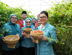 Jakarta Timur Dominasi Panen Raya DKI dengan 423 Lokasi, Jadi Percontohan Urban Farming