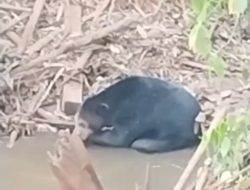 Viral di Medsos, Diduga Beruang Hitam Muncul Dua Hari di Sungai Rambang Muara Enim