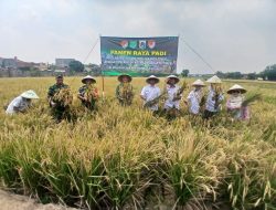 Kodim 0505/JT Kolaborasi Dengan Pemprov DKI, Panen Padi Inpari 32 di Ujung Menteng