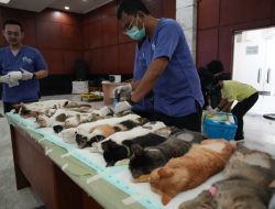 Munjirin Hadiri Hari Rabies Sedunia 2026, Jakarta Timur Gelar Vaksinasi dan Sterilisasi Hewan Gratis