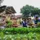 PSAA Putra Utama 3 Panen 47 Kilogram Buah dan Sayuran dari Urban Farming